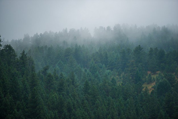 foggy-forest-hill_1426-751.jpg (626×417)