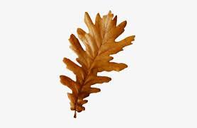 fall leaf png - Google Search
