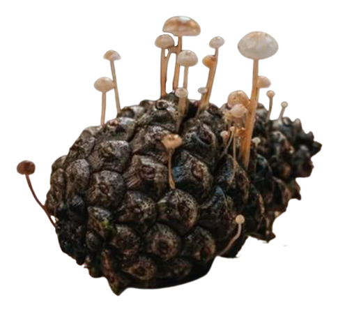 pine cone with fungi