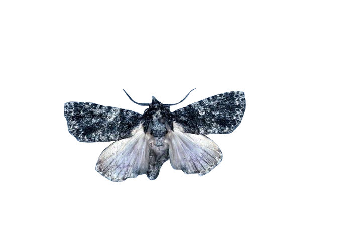 afflicted dagger moth