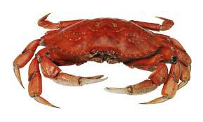 crab - Google Search