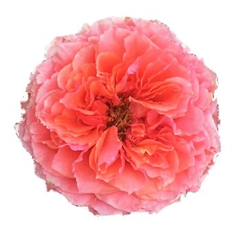 Arthur Rimbaud Salmon Pink Garden Rose at Wholesale | Wedding Flowers