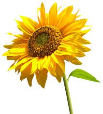 sunflower transparent - Google Search
