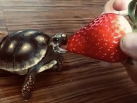 turtle strawberry