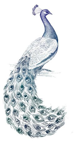 peacock drawings - Google Search