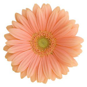 Coral Super Gerber Daisy Flower | FiftyFlowers.com