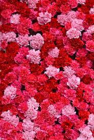 red and pink spring aesthetic - Google Search