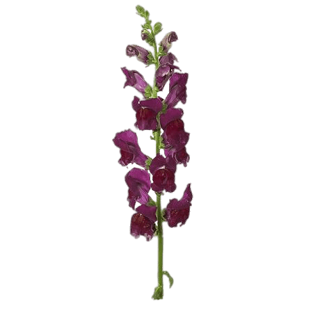 snapdragon flower filler