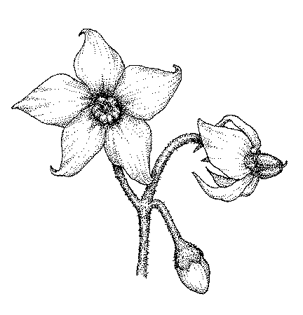 nightshade flower drawing art filler