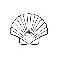 shell drawing - Google Search