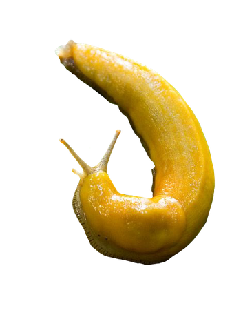 yellow slug