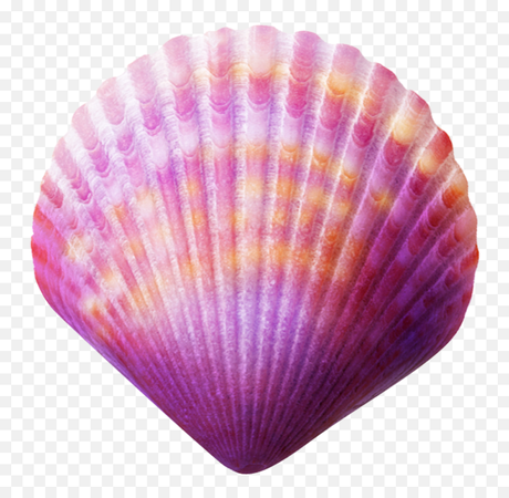 seashell - Google Search