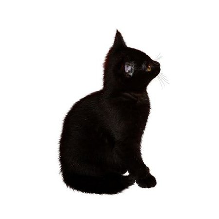 black cat png filler