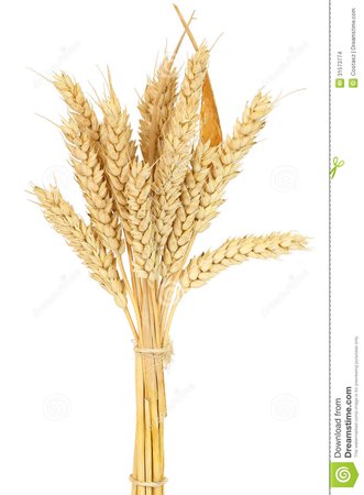 Wheat bundle stock photo. Image of barley, cereal, agriculture - 31573774