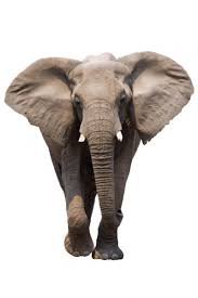 elephant white background - Google Search