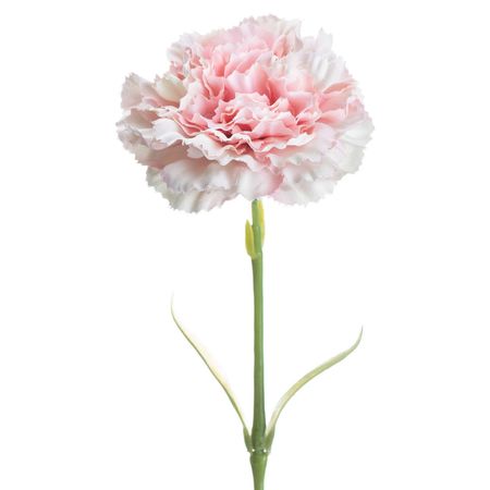 light pink carnation