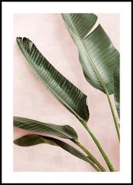 Pink Wall palms Poster - Palme Poster - Posterstore.de