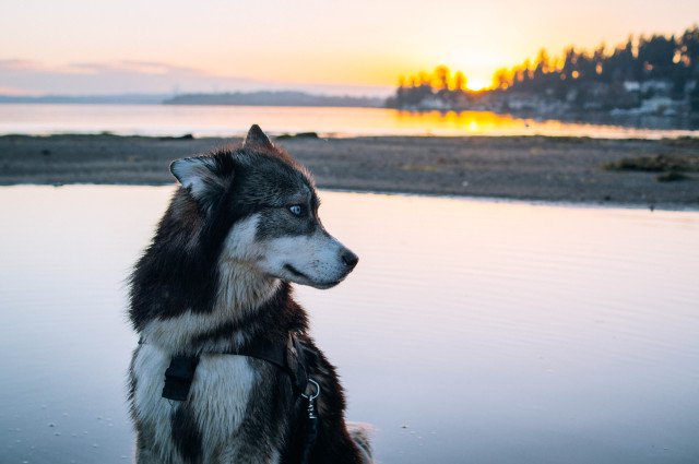 Free stock photo of A Husky Sunset - Reshot