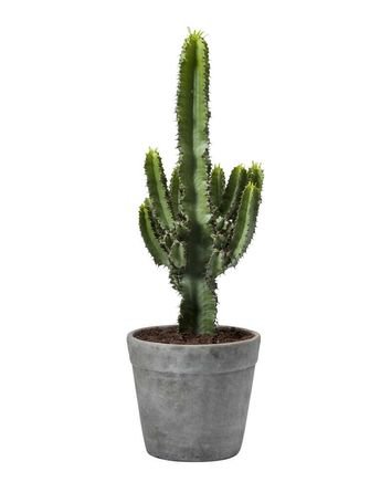 Cowboy Kaktus, Euohorbia eritrea, 21 cm potte