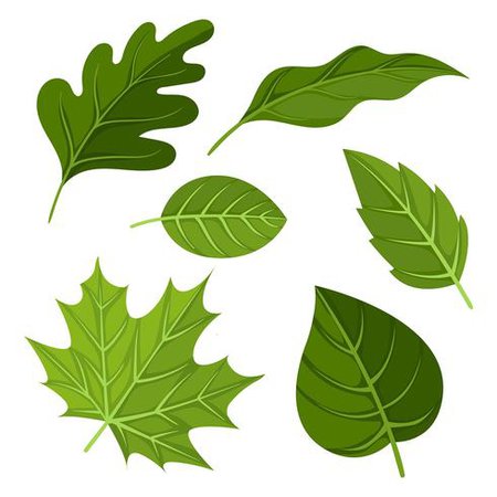 Green Leaves Clipart Set Vector - Download Free Vectors, Clipart Graphics & Vector Art