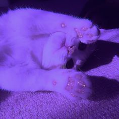 purple cat glitter paws aesthetic