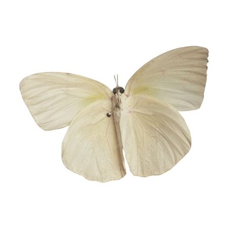 aes moth
