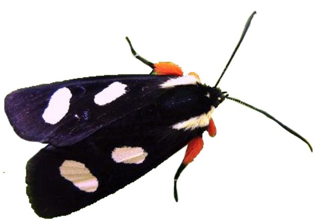 calico moth