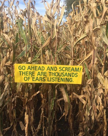 Halloween corn maze
