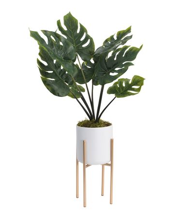 2ft Split Leaf Monstera In Gold Stand | Home | T.J.Maxx