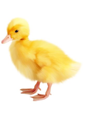 baby duck png filler