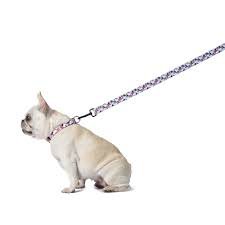 dog on a leash - Google Search