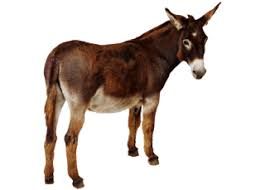 donkey png - Google Search