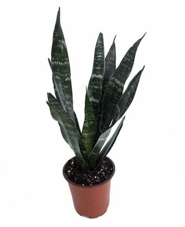 Snake Plant / Mother in Law's Tongue Sansevieria Black