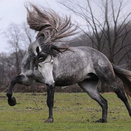 dapple grey andalusian horse