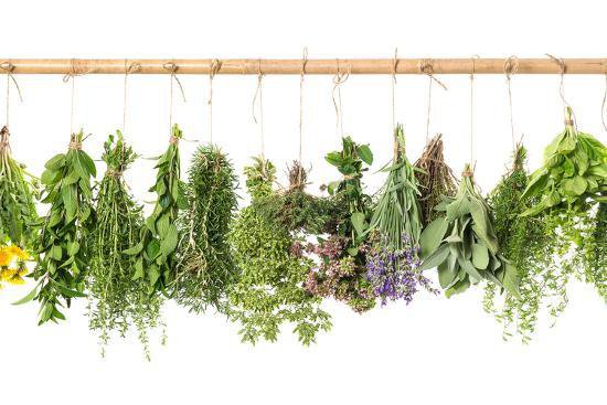 fresh-herbs-hanging-isolated-on-white-basil-rosemary-thyme-mint_u-l-q105h660.jpg (550×367)
