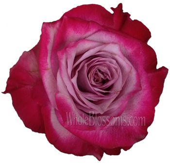 Deep Purple Organic Roses | Bulk Flowers | Wedding Flower Packages