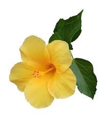 yellow hibiscus transparent - Google Search