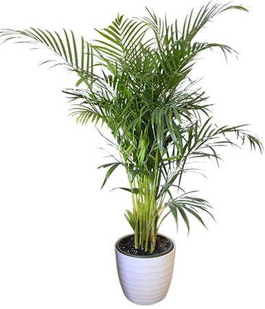 plantas de palmeras - Búsqueda de Google