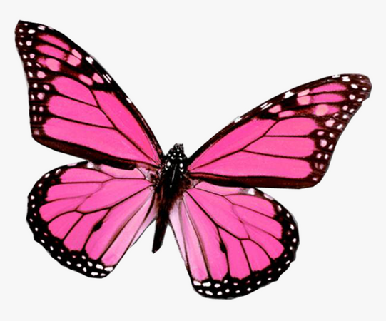 Pink Butterfly Wing, HD Png Download , Transparent Png Image - PNGitem