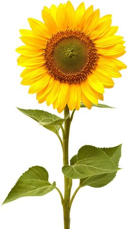 Sunflower PNG Image | Sunflower pictures, Sunflower images, Sunflower illustration