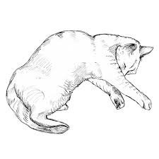 dark grey cat – Google-haku