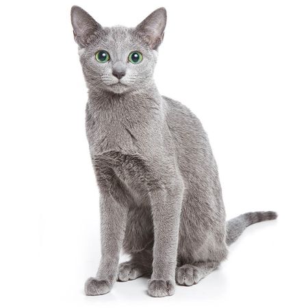 Russian Blue Cat Breed Information | Purina
