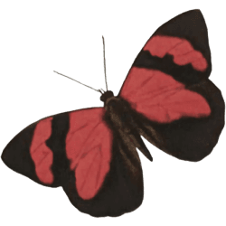 moth butterfly red