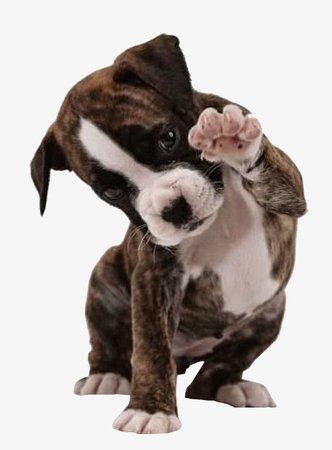 Hello Puppy, Gray, Lovely, Animal PNG and PSD File for Free Download
