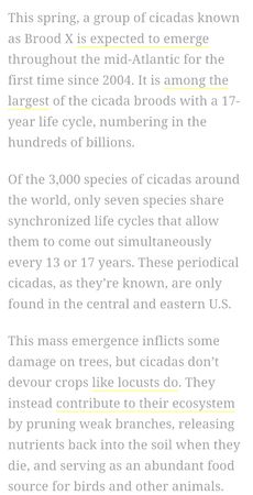 cicada magazine text