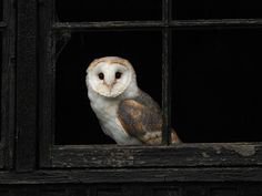 Owl | Harry Potter
