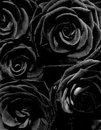 black roses - Google Search