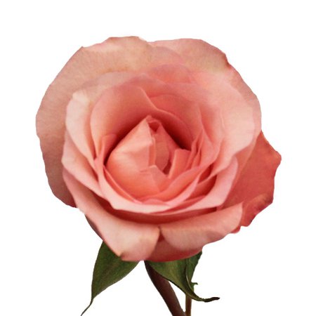 Peckoubo Salmon Pink Rose | FiftyFlowers.com
