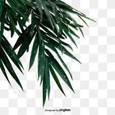 real leaf pattern png - Google Search