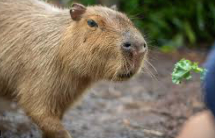 slay capybara